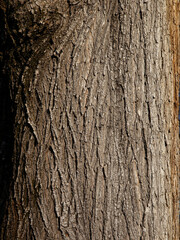 bark of  deciduous tree close up