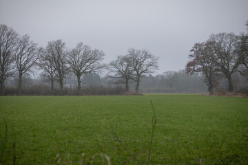 Baumgruppe auf Wiese