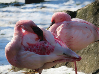 flamingo in the zoo