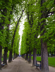 Fototapeta na wymiar Through the trees at Tuileries Garden