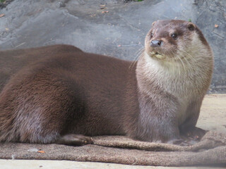 Obraz premium otter on the rock