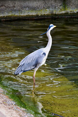 Grey heron on the Serpentine in Hyde Park, London, UK