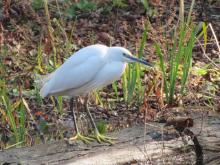 great heron ardea cinerea
