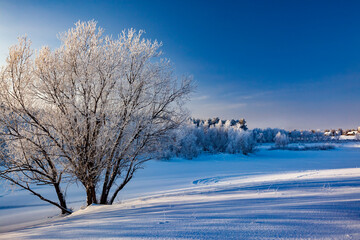 Snow-covered trees on the banks in frosty day