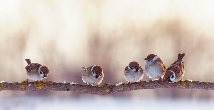 flock of funny little birds sparrows are sitting on a branch in the garden and chirping