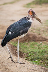 African Marabou Stork