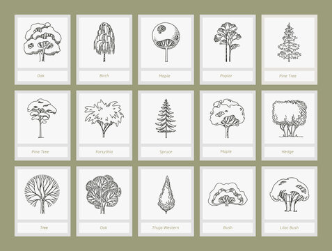 Side view, set of graphics trees elements outline symbol for architecture and landscape design drawing. Natural icon.