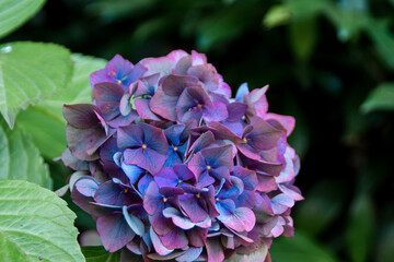 blue hydrangea flower