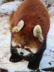 Fototapeta premium red panda in zoo