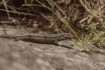 lizard on the stone