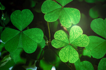 Fototapeta na wymiar Green background with three-leaved shamrocks, Lucky Irish Four Leaf Clover in the Field for St. Patricks Day holiday symbol. with three-leaved shamrocks, St. Patrick's day holiday symbol.