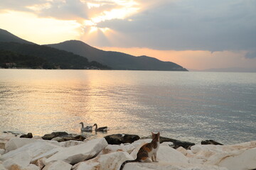 Naklejka premium Birds pair swimming in the sea during sunset