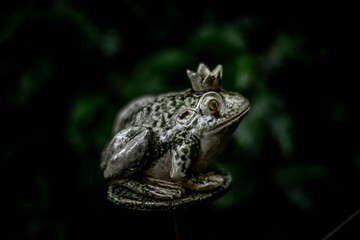 frog decoration