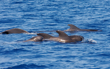Pilot whales in Atlantic Ocean Spain