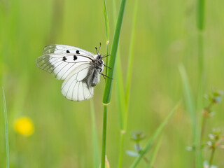 Clouded Apollo (Parnassius mnemosyne) butterfly in a meadow