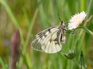 Clouded Apollo (Parnassius mnemosyne)female butterfly with sphargis in a meadow