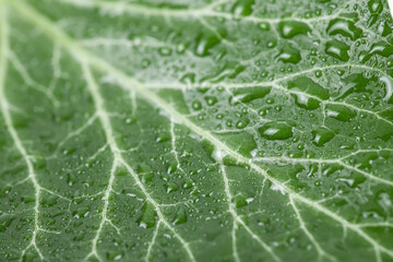 Large beautiful drops of transparent rain water on a green leaf macro. Drops of dew in the morning glow in the sun. Beautiful leaf texture in nature. Natural background.