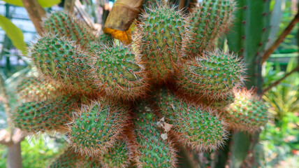 Small green cactus plants with different ramifications