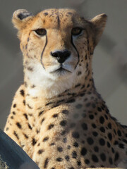 leopard in the grass