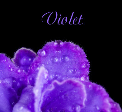 Violet petals with drops on a black background close up