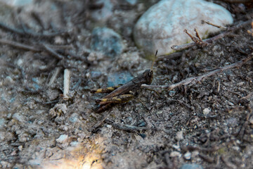 lizard on the stone
