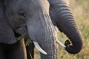 African Elephant 