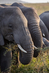 African Elephant