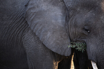 African Elephant
