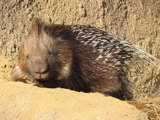 hedgehog on the ground