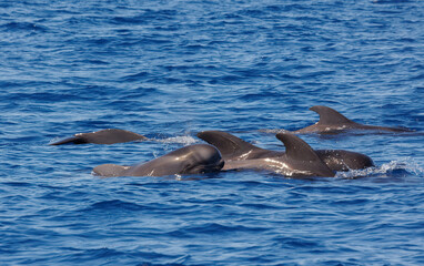 Naklejka premium Pilot whales in Atlantic Ocean Spain