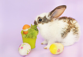 white cute baby rabbit eats lettuce leaves on violet background, easter symbol