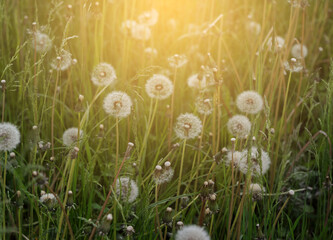 dandelion in the grass