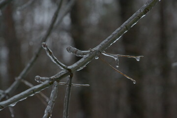 mini pictures of plants flora