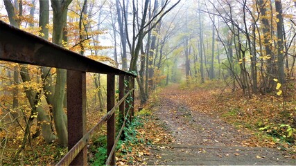 bridge in autumn forest