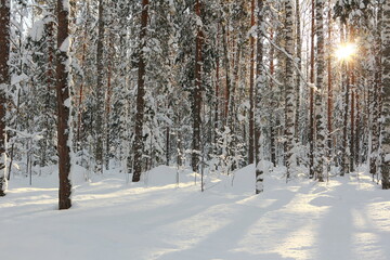 Fototapeta premium Winter frosty forest in Russia. 