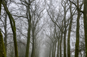 Bäume an einer Allee im Nebel