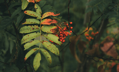 Jarzębina  © Lukasz
