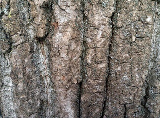 Poplar tree bark with wooden texture nature background