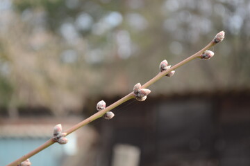 mini pictures of plants flora