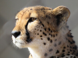 portrait of a cheetah