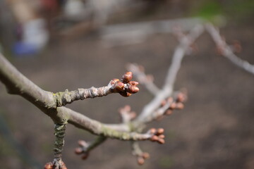 mini pictures of plants flora