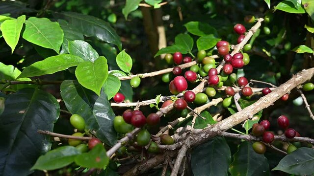 Raw red coffee cherries on coffea tree branch in coffee plantation. Coffea tree a genus of flowering plants whose seeds, called coffee beans, are used to make various coffee beverages and products.