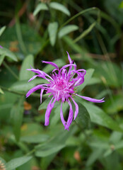 Centaurea jacea, is a species of herbaceous perennial plants