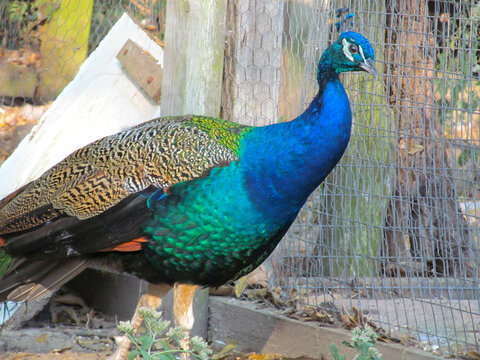 Peacock male. Poultry, pet walking  in a cage, in a paddock at the ranch.