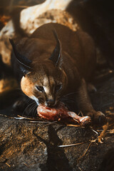 Caracal (Caracal caracal) eat meat
