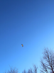 Black-headed gull flying in the blue sky. A beautiful wild bird living in the Baltic Sea area.