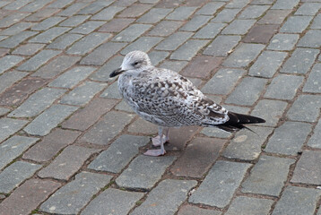 Young gray gull standing on a stone pavement. Portrait of a beautiful wild bird living in the Baltic Sea area.