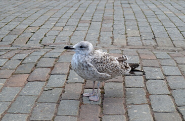 Young gray gull standing on a stone pavement. Portrait of a beautiful wild bird living in the Baltic Sea area.
