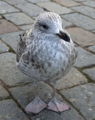 Young gray gull standing on a stone pavement. Portrait of a beautiful wild bird living in the Baltic Sea area.