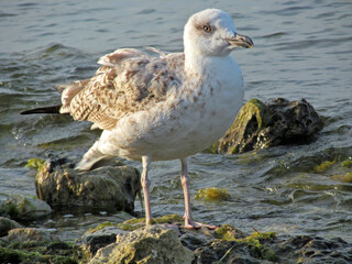 Young Herring gull walking on the seashore. Portrait of a beautiful wild bird (Larus argentatus) in nature.